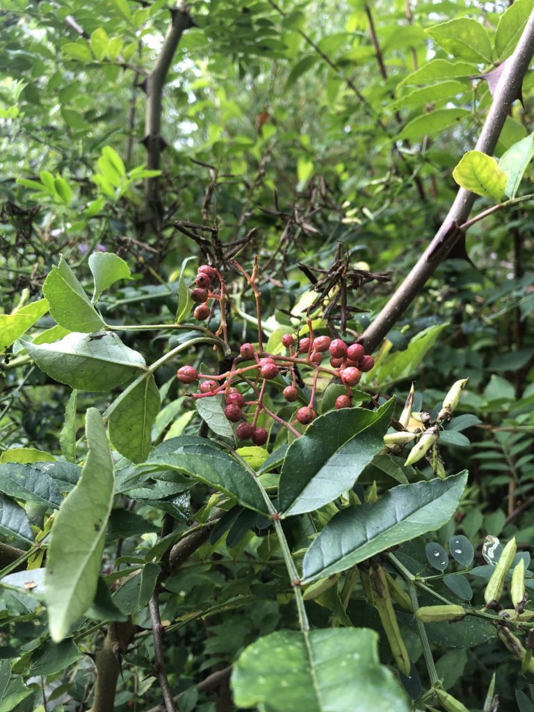 Le Poivre du Sichuan : Un trésor aromatique de l’Asie