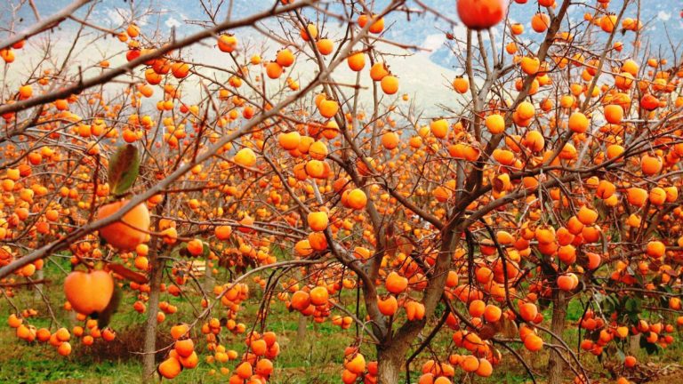 Le Kaki : arbre fruitier et trésor d’Asie